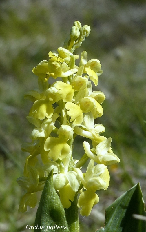 Monte Doro e Cima della Laghetta, le orchidee e i loro ambienti - luglio 2025.